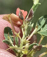 Image of Indigofera rautanenii Baker fil.