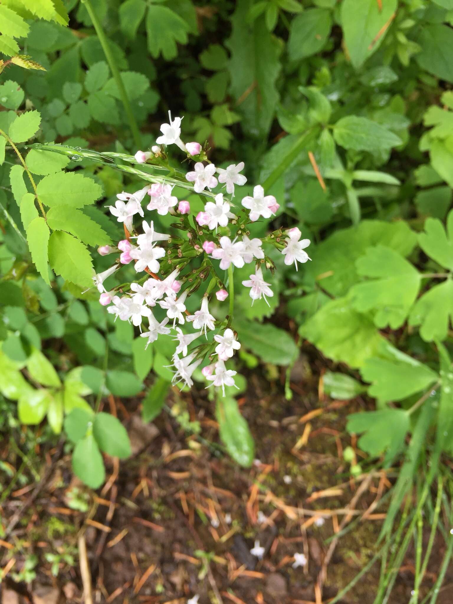 Image of Scouler's Valerian