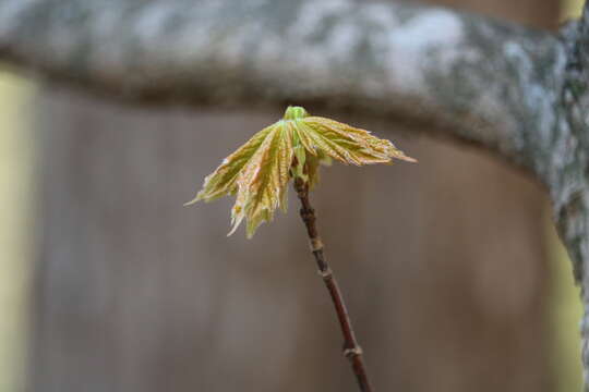 Image of sugar maple