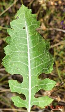 Image of Klasea pinnatifida (Cav.) Talavera