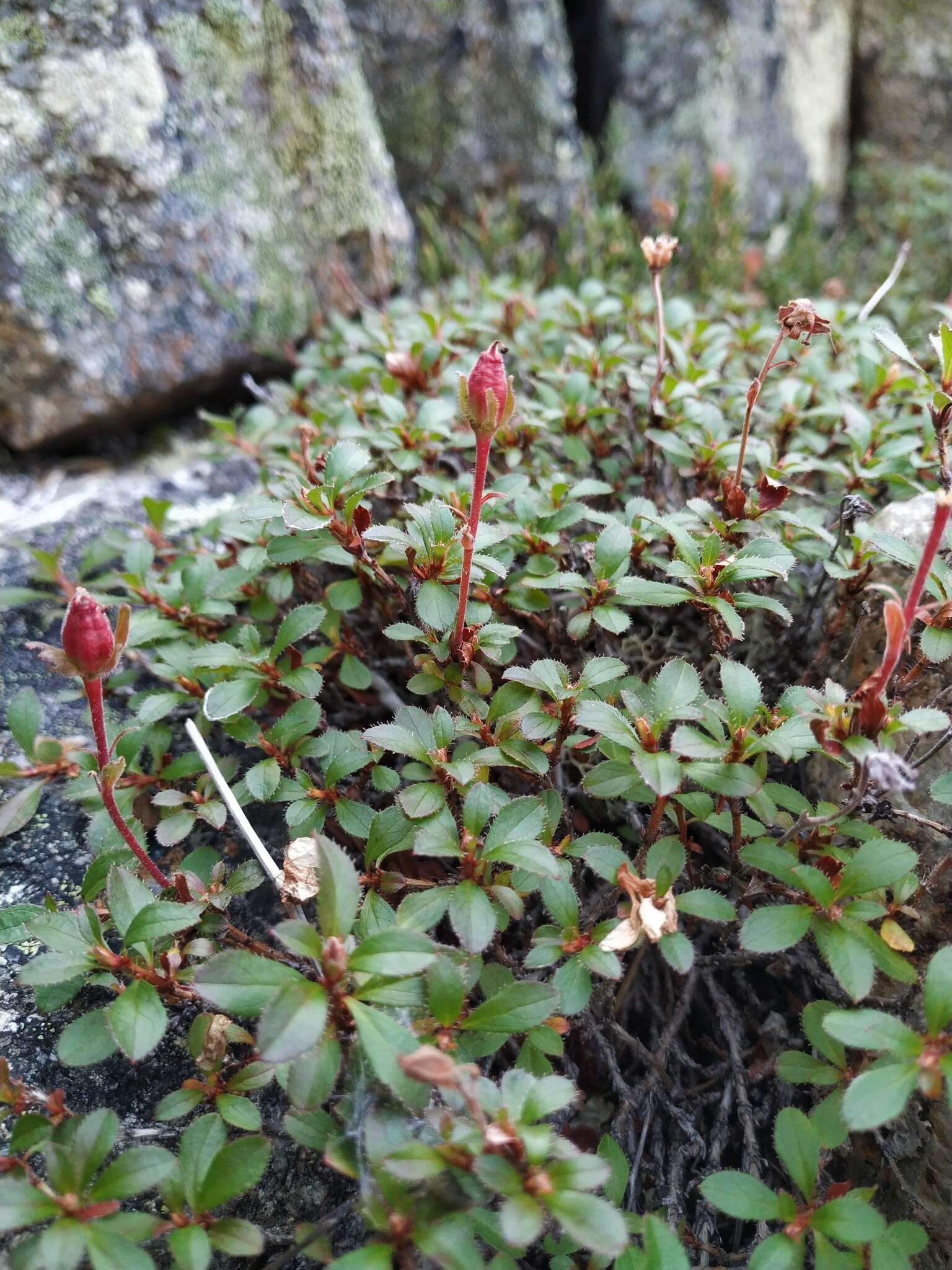 Слика од Rhododendron redowskianum Maxim.