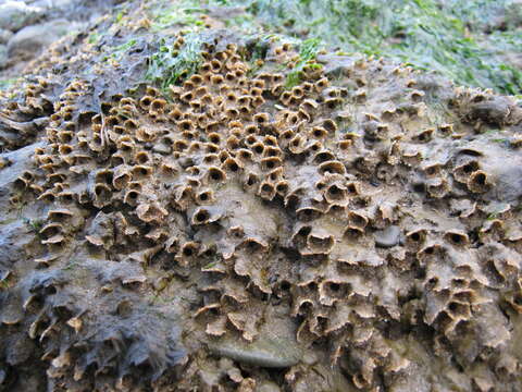 Image of honeycomb worm