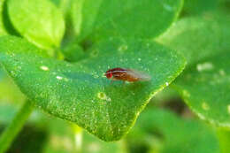 Image of African Fig Fly