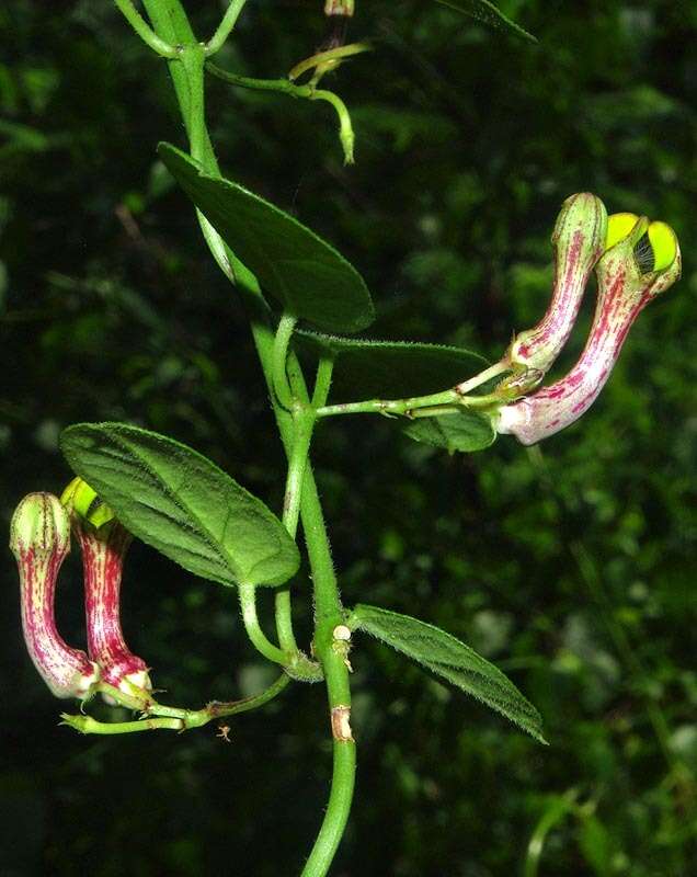 Sivun Ceropegia carnosa E. Mey. kuva