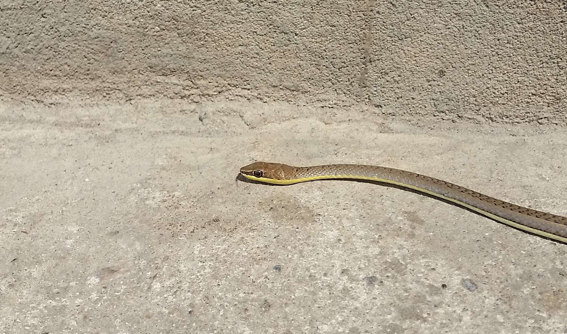 Image of Eastern Stripe-bellied Sand Snake