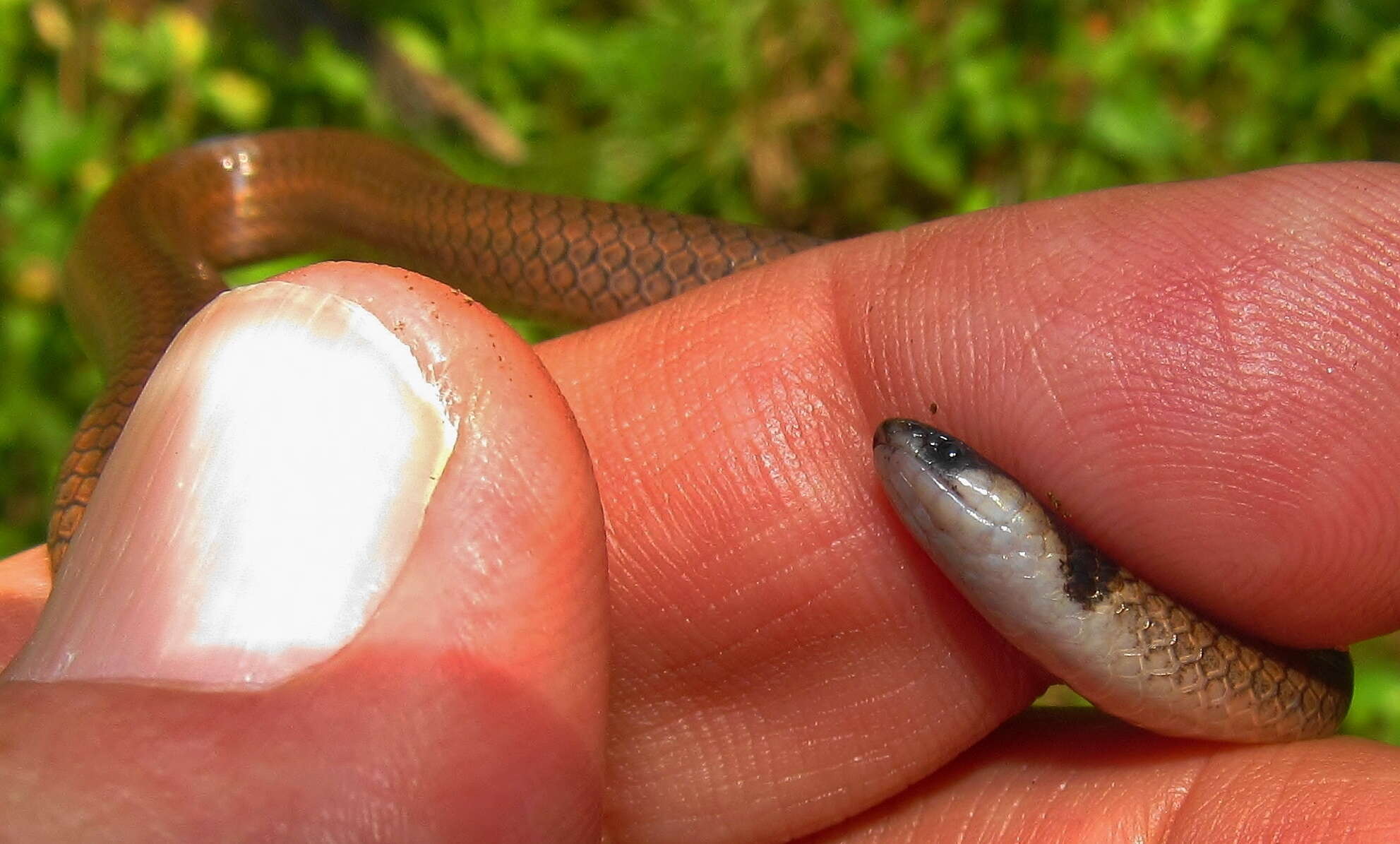 Image of Black-headed Centipede Eater