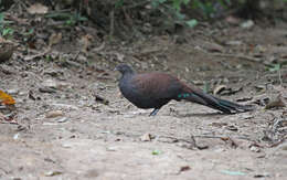 Image of Mountain Peacock-Pheasant