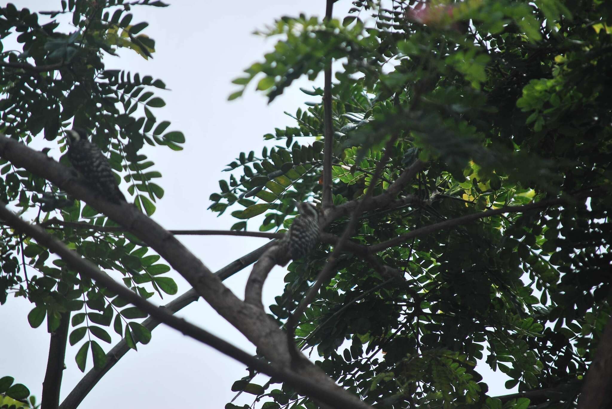 Image of Philippine Pygmy Woodpecker