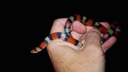 Image of Florida Scarlet Snake