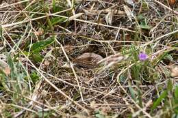 Image of Adelaide Pygmy Bluetongue