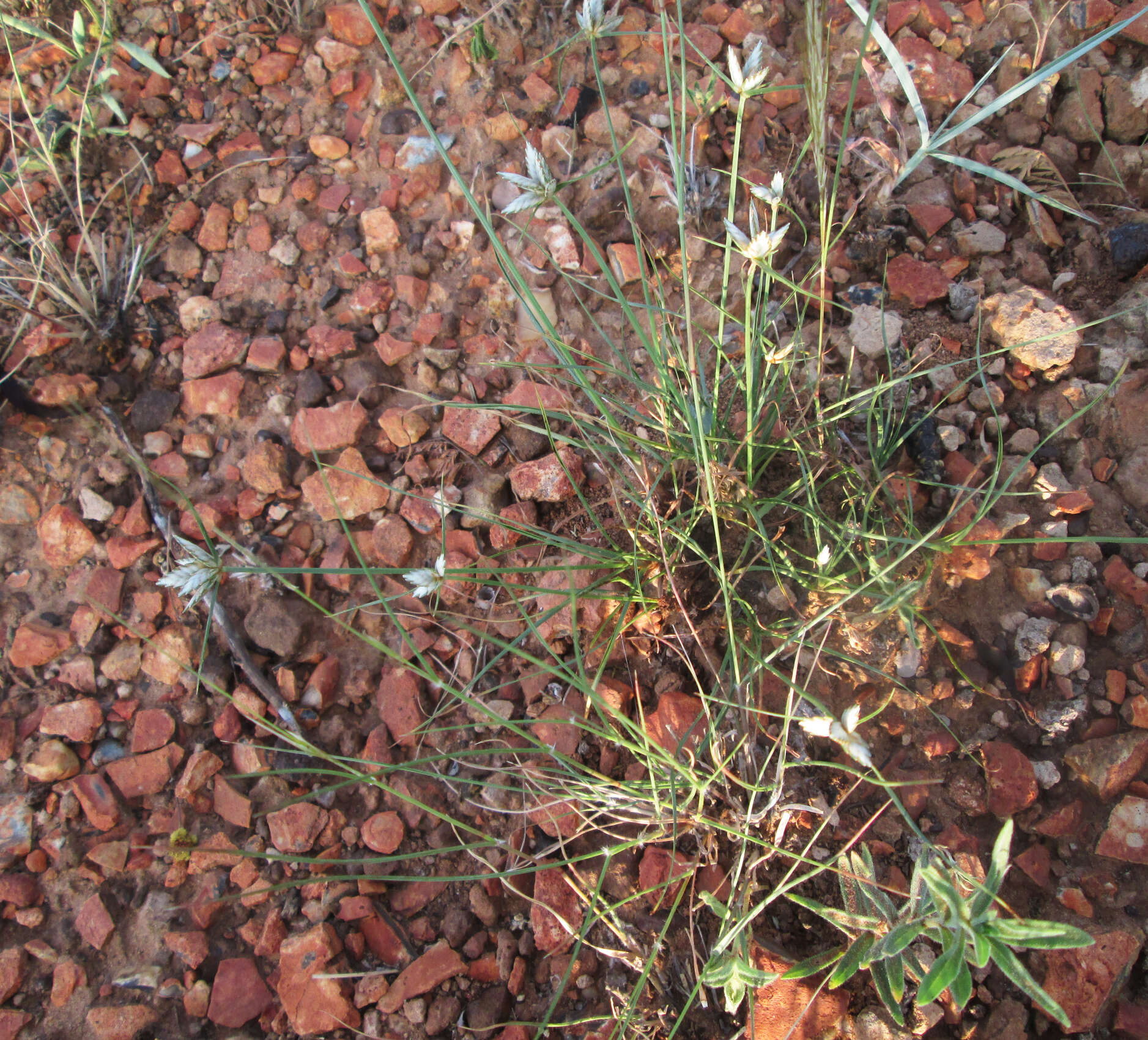 Слика од Cyperus margaritaceus Vahl