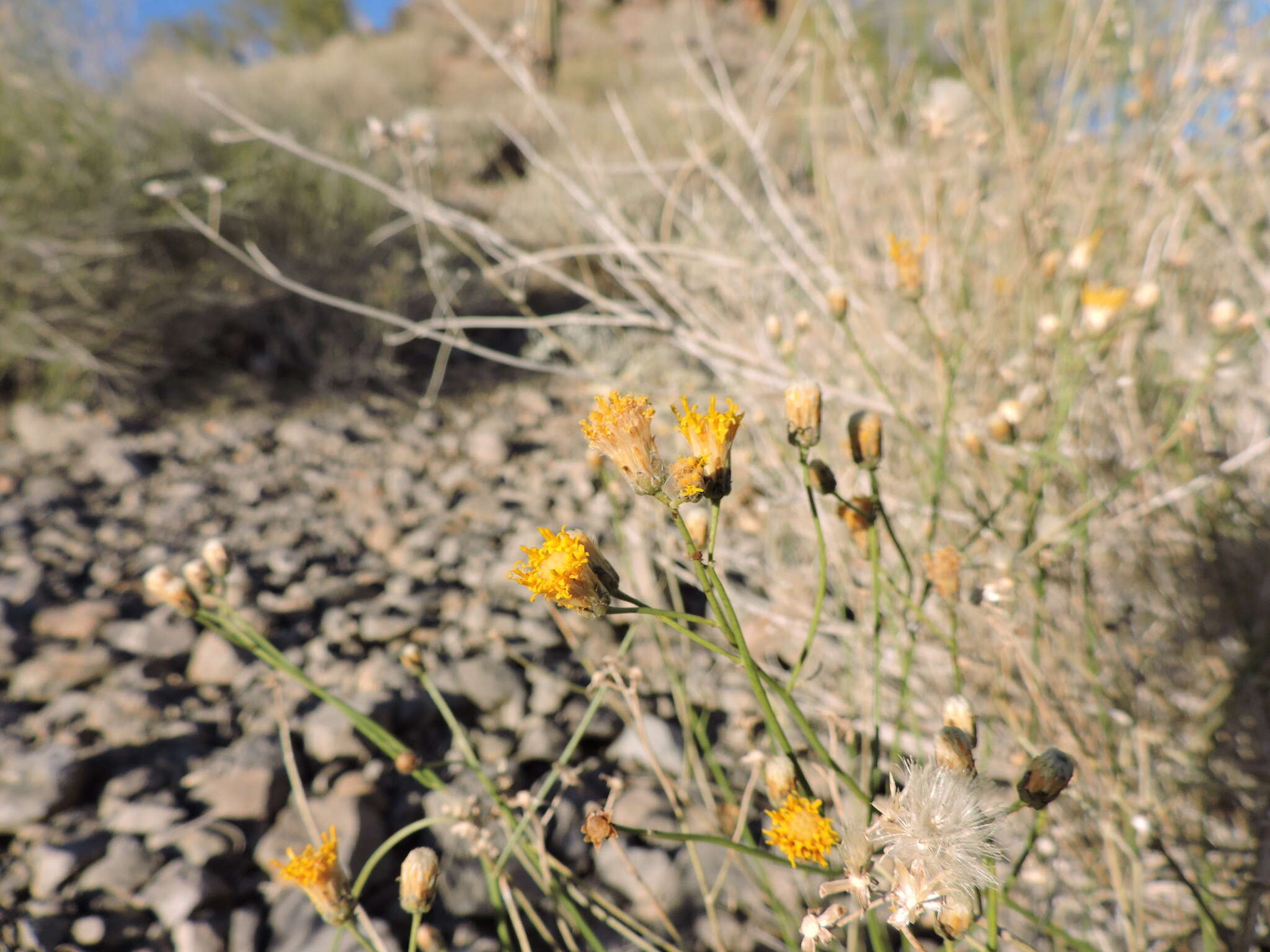 Image de Bebbia juncea (Benth.) Greene