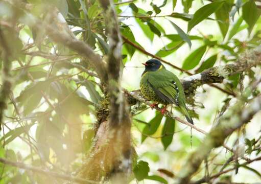 Image of Band-tailed Fruiteater