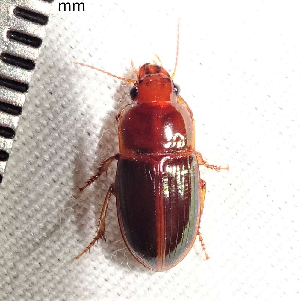 Sivun Harpalus (Harpalus) gravis Le Conte 1858 kuva