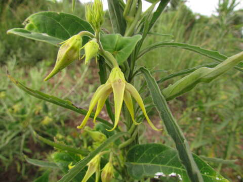 Image of Oxypetalum appendiculatum Mart.