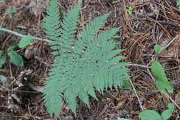 Image of Dryopteris goeringiana (G. Kunze) Koidz.