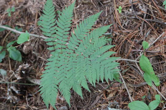 Image of Dryopteris goeringiana (G. Kunze) Koidz.