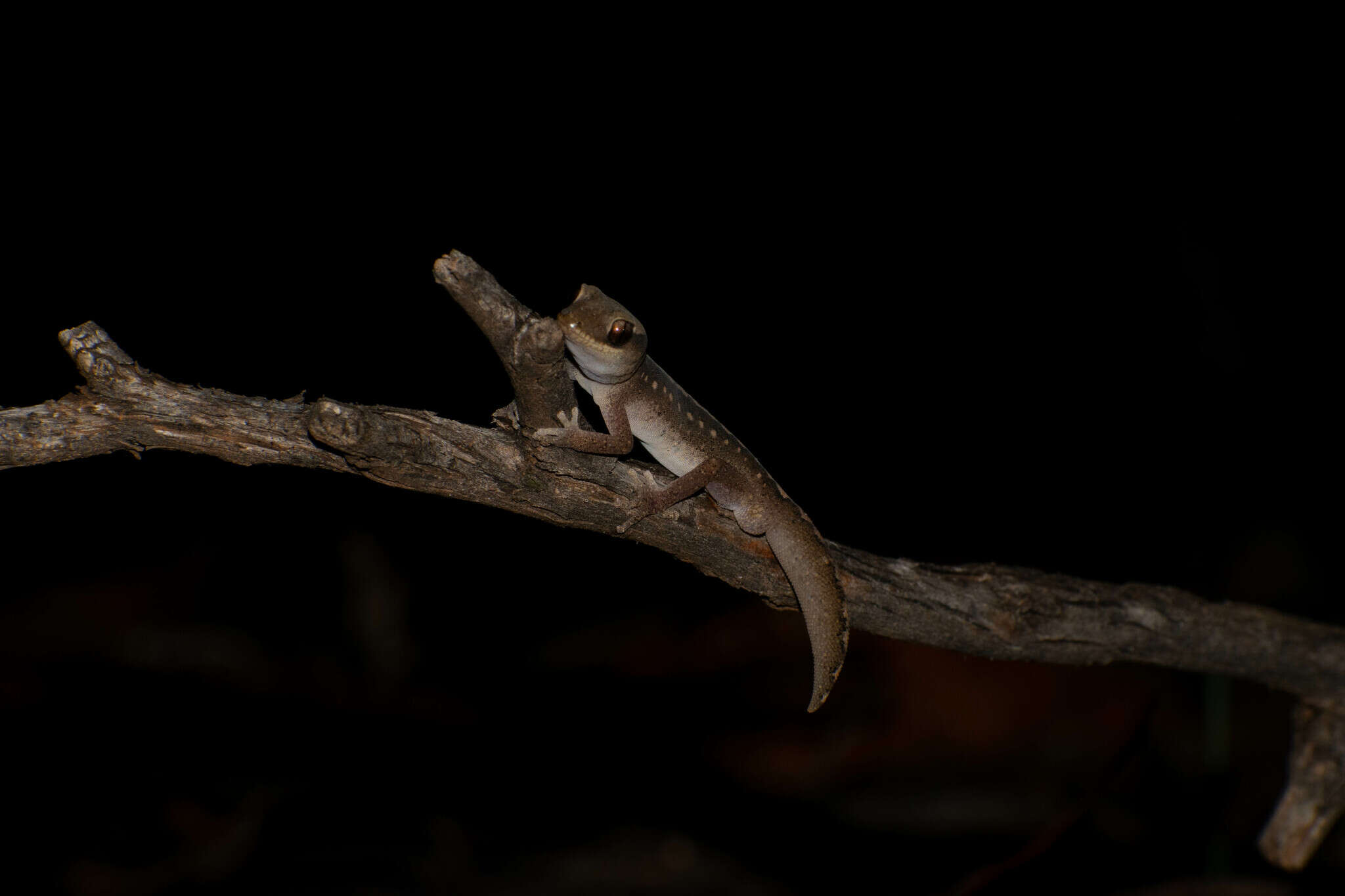 Image of Diplodactylus vittatus Gray 1832