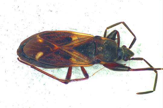 Image of Eremocoris abietis (Linnaeus 1758)