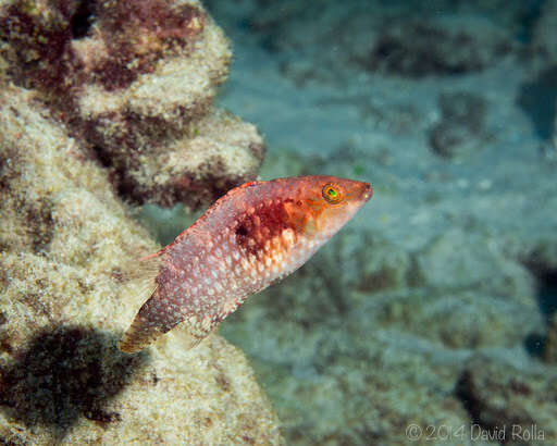 Oxycheilinus bimaculatus (Valenciennes 1840) resmi