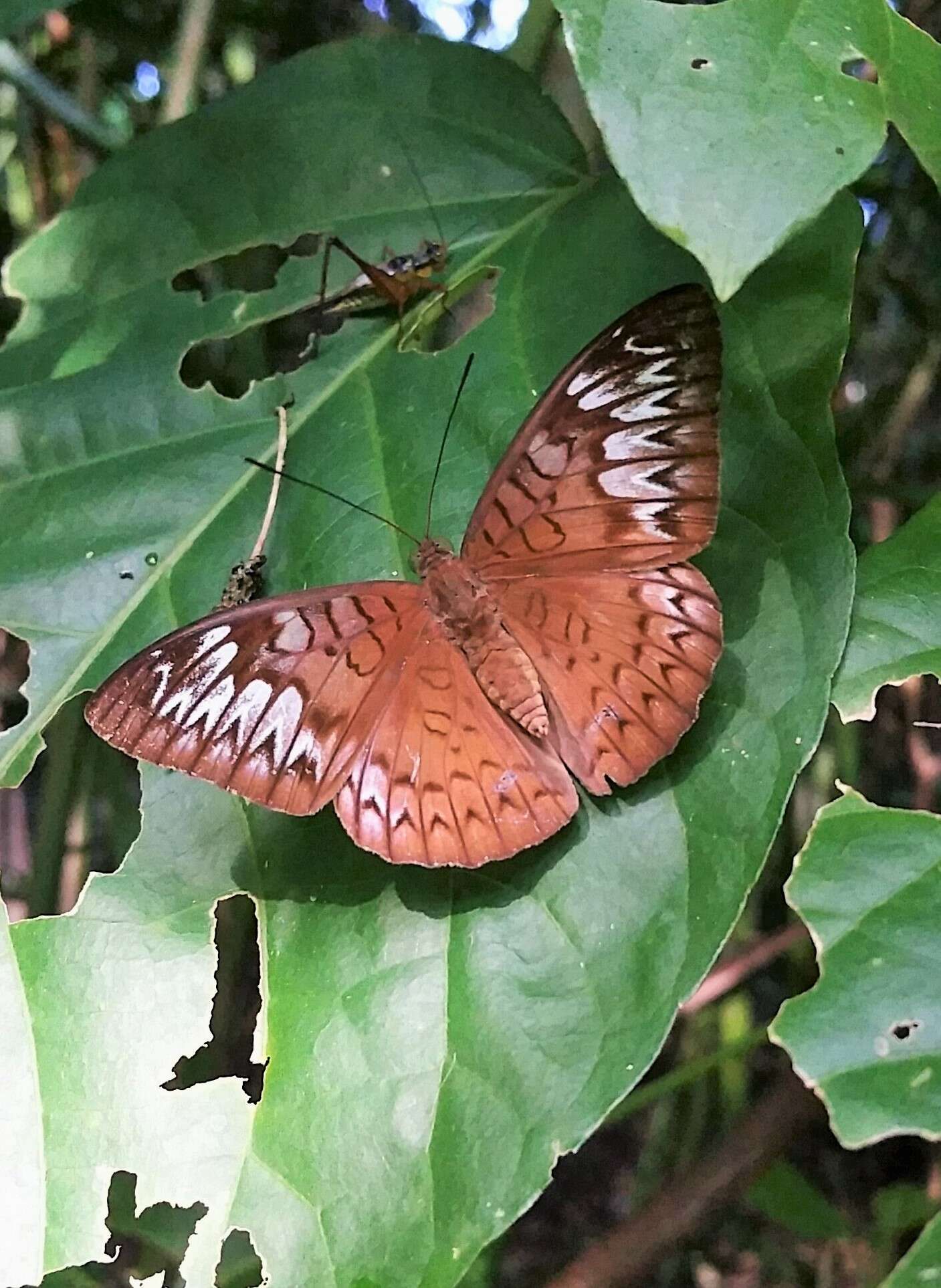 Image of Malay Viscount