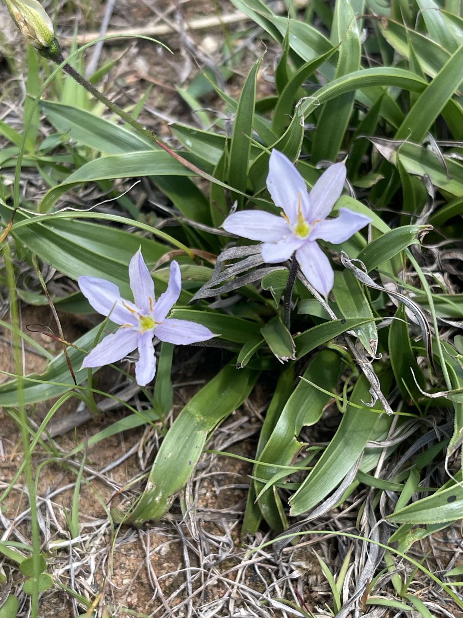 Image de Xerophyta humilis (Baker) T. Durand & Schinz