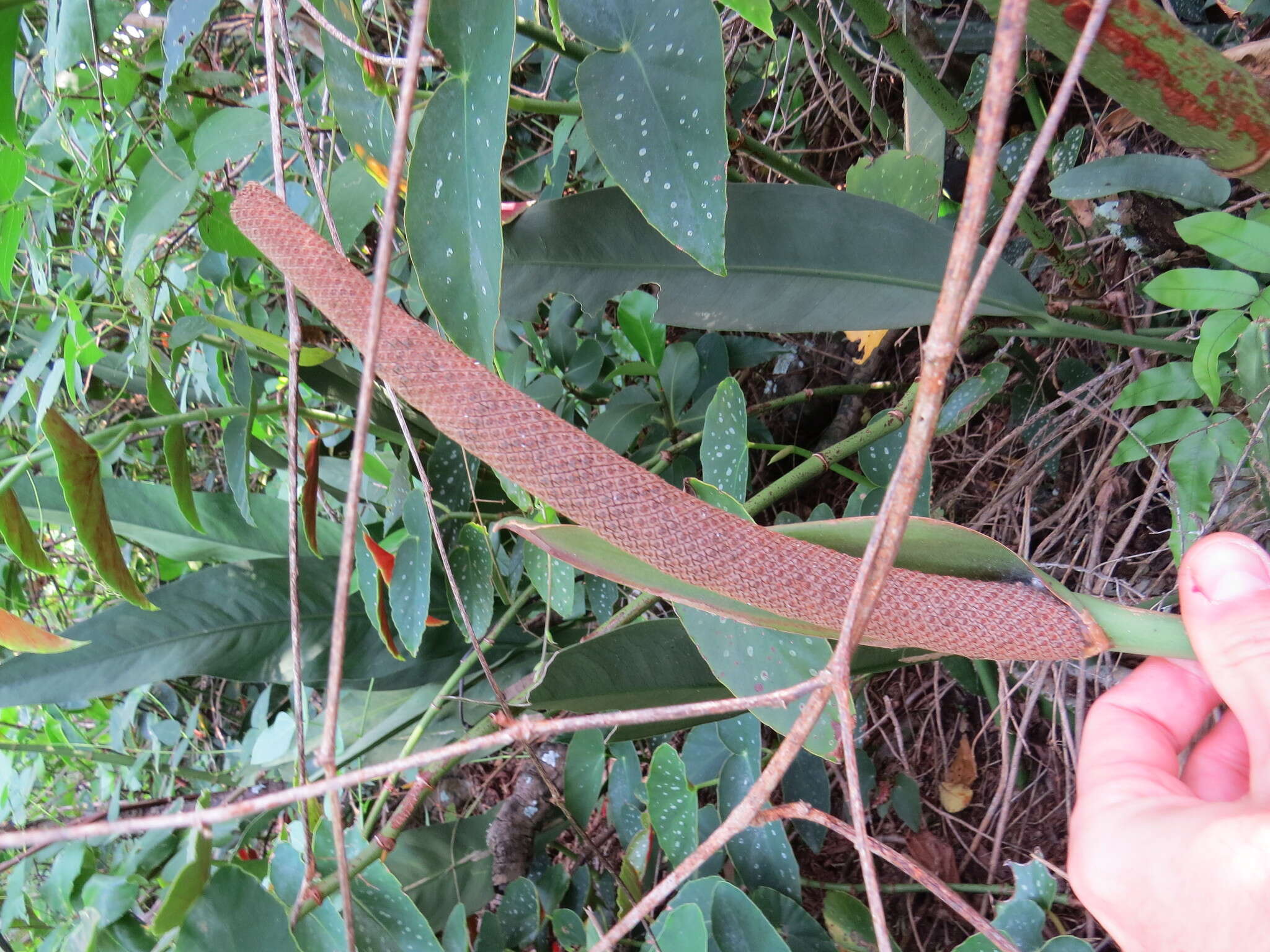 Imagem de Anthurium coriaceum G. Don