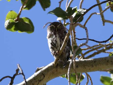 Image of Glaucidium perlatum licua (Lichtenstein & Mhk 1842)