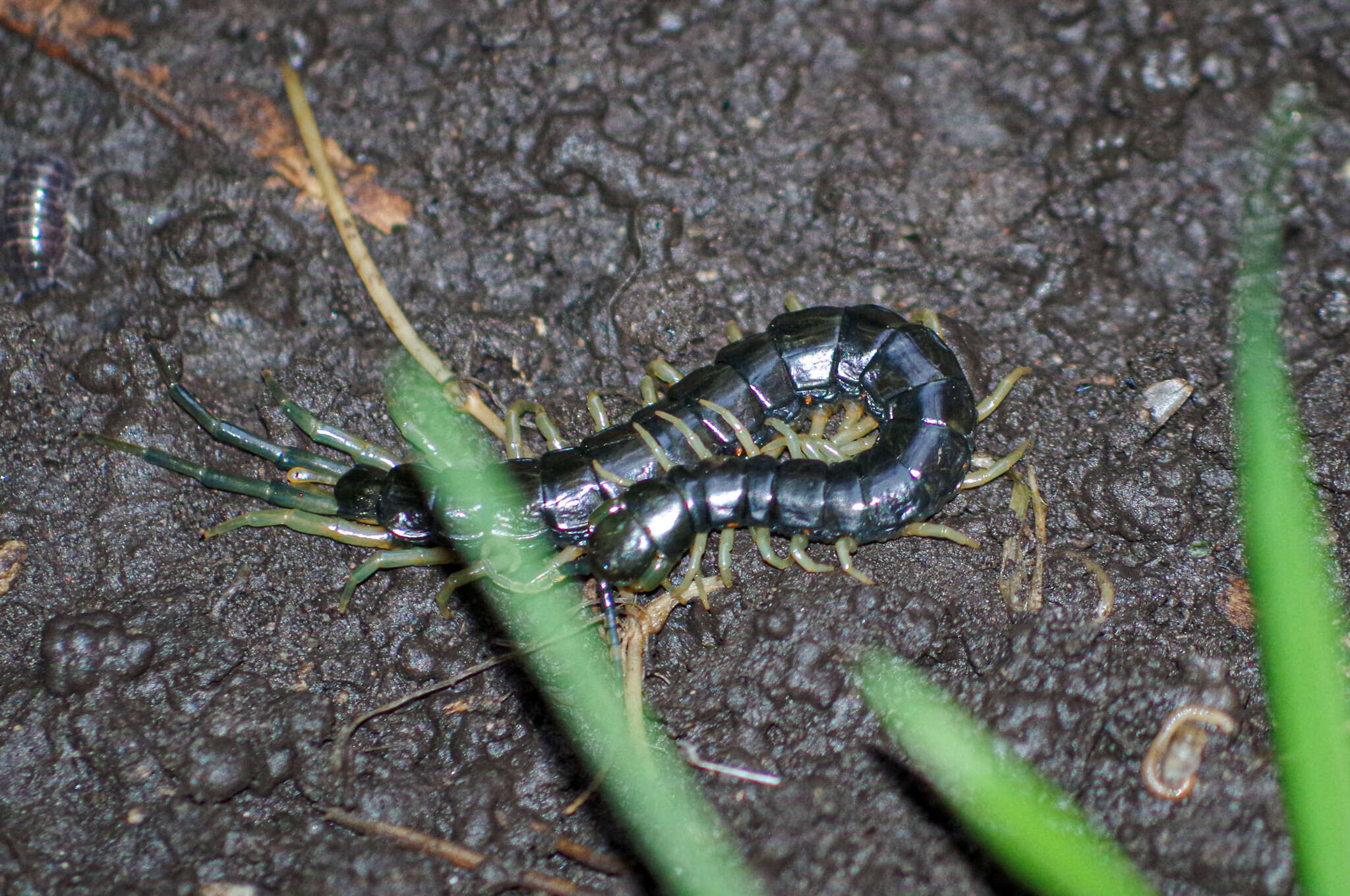 Image of Otostigmus silvestrii Kraepelin 1903