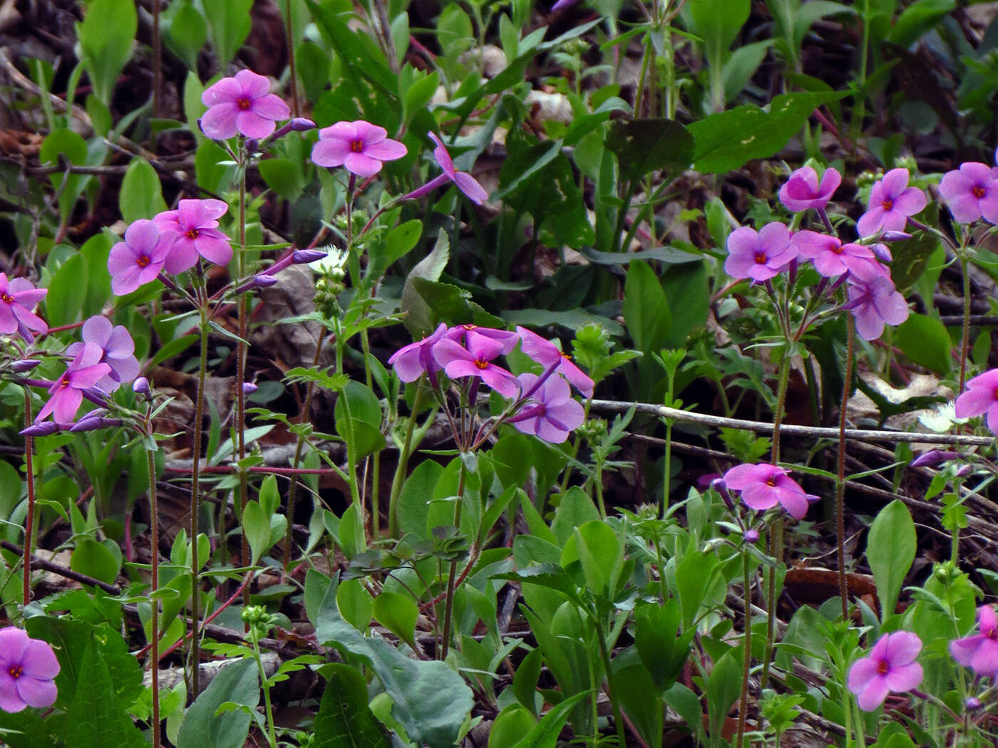 Image of creeping phlox