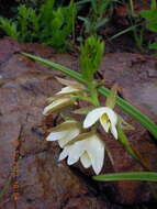 Sivun Eulophia ovalis var. bainesii (Rolfe) P. J. Cribb & la Croix kuva