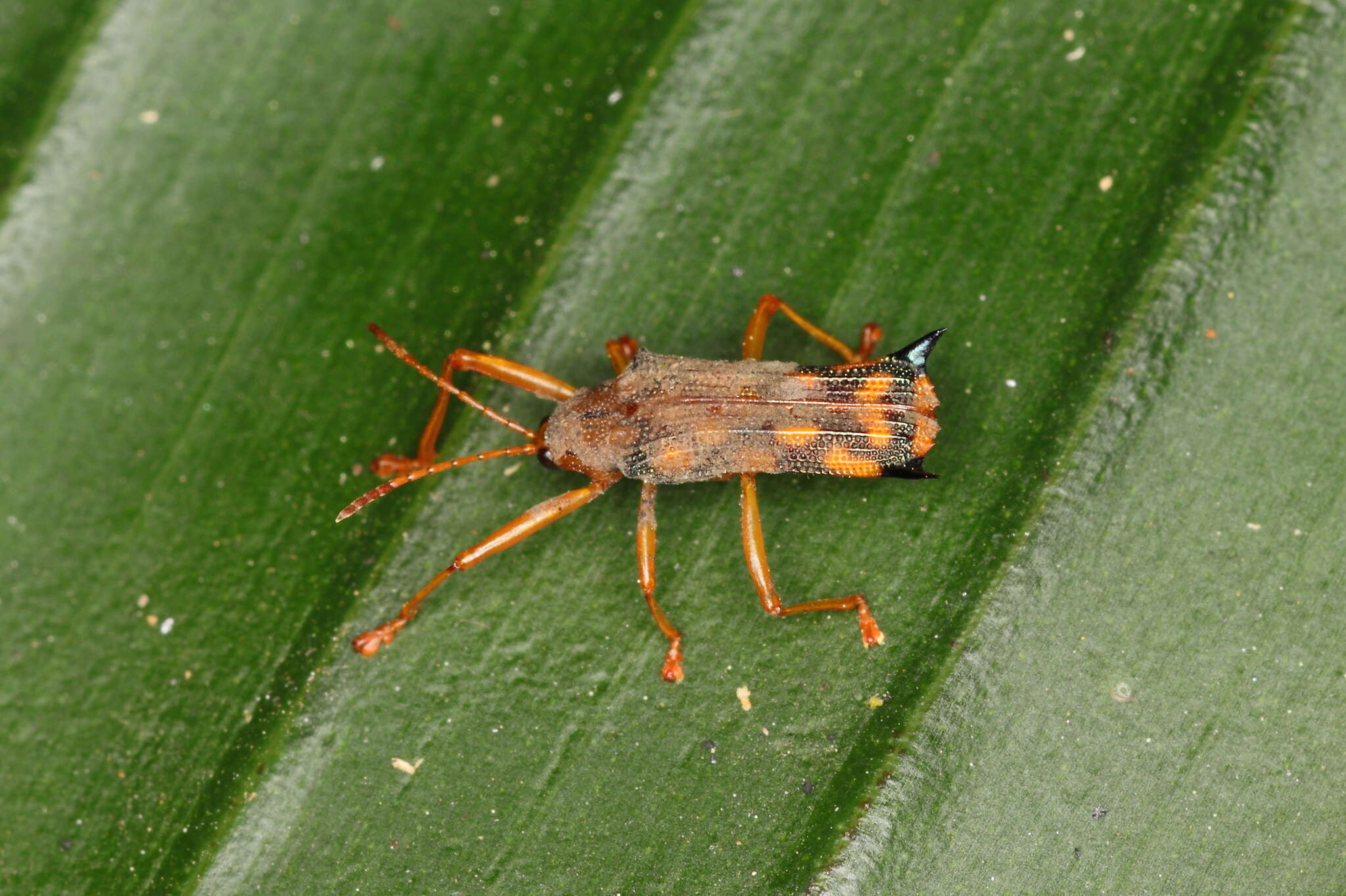 Image of Sceloenopla pretiosa (Baly 1858)