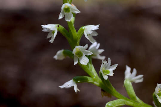 Image of Beautiful mignonette orchid