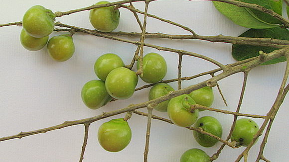 Image of wingleaf soapberry