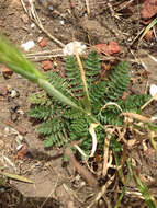 Image of Common Stork's-bill