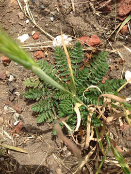 Imagem de Erodium cicutarium (L.) L'Her.