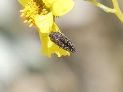 Image of Acmaeodera labyrinthica Fall 1899