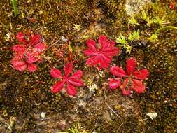 Image of Drosera rosulata Lehm.