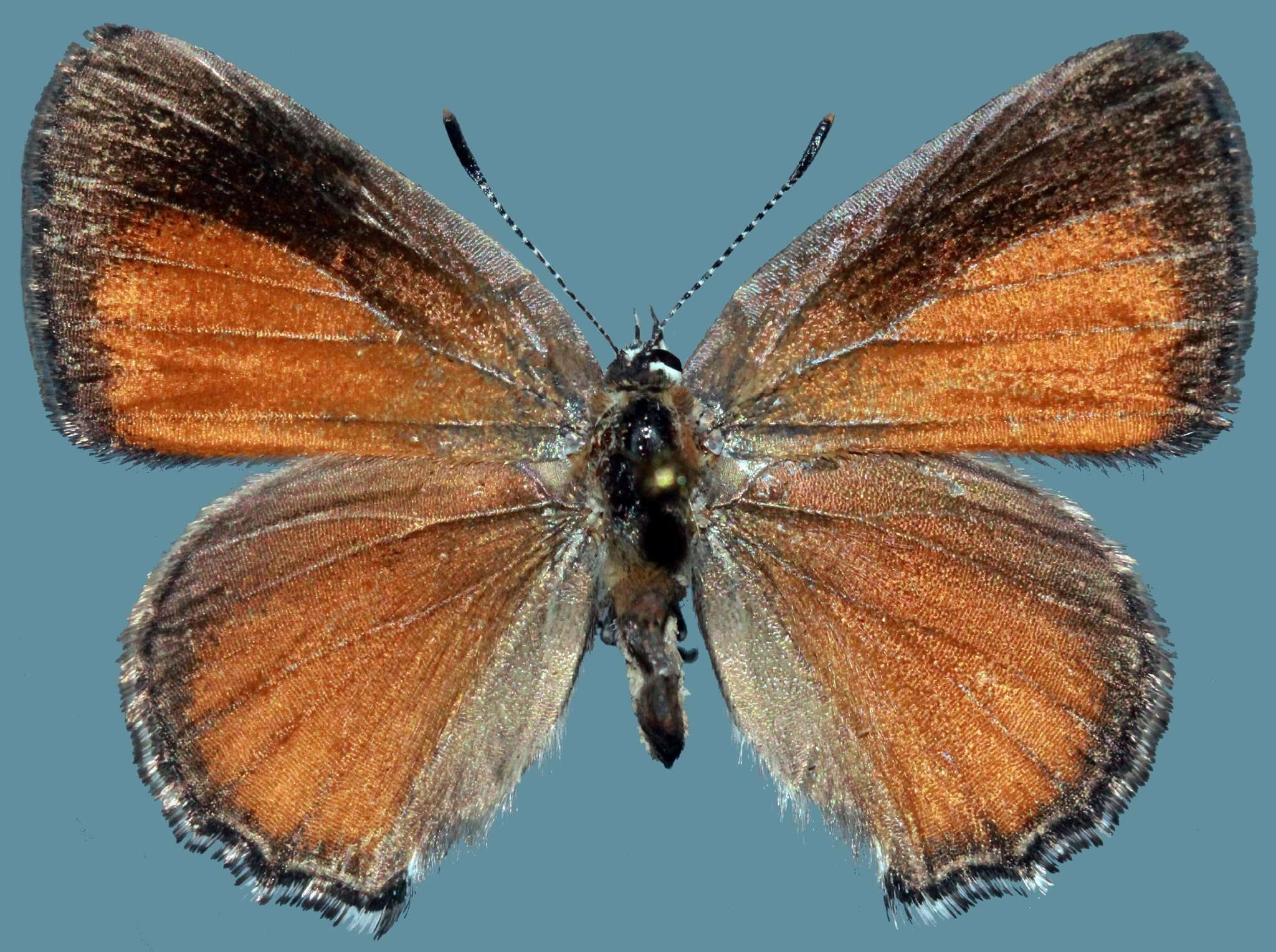 Image of <i>Satyrium <i>behrii</i></i> behrii