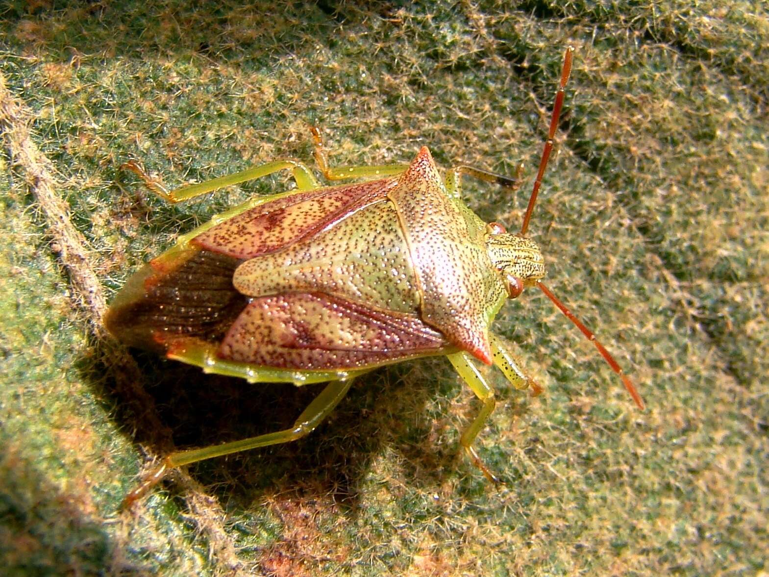 Image of Podisus Herrich-Schaeffer 1851