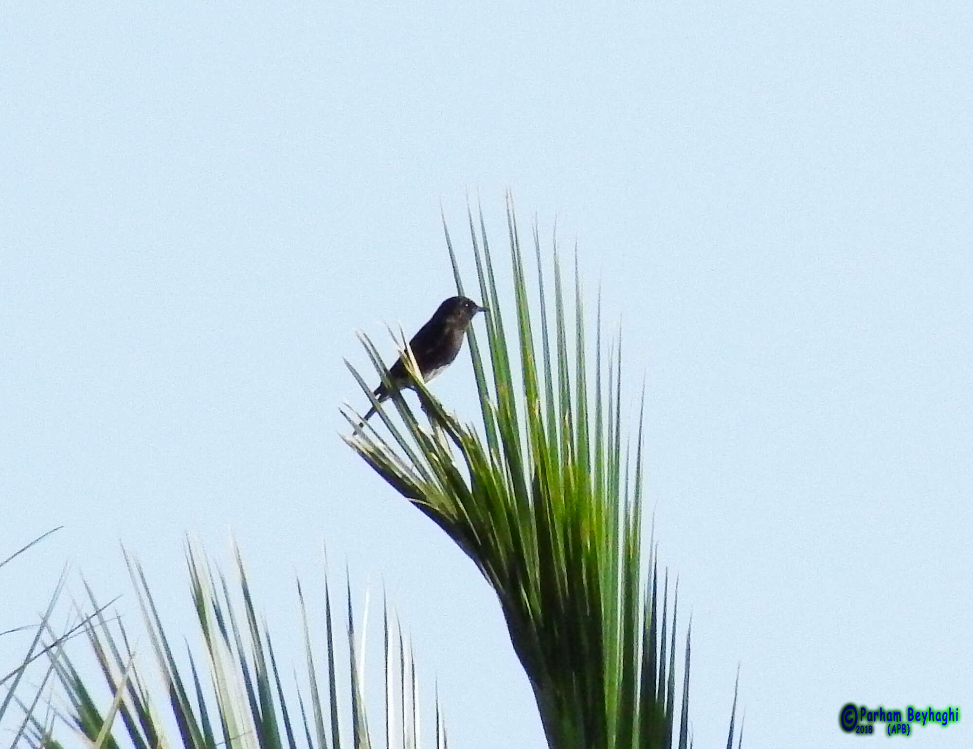 Image of Eastern Pied Wheatear