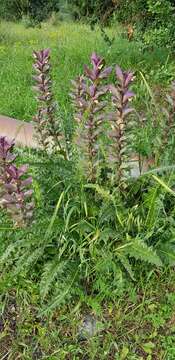 Image of Acanthus syriacus Boiss.