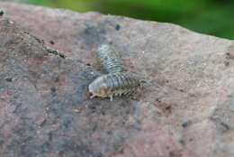 Image of Armadillidium marmoratum Strouhal 1929