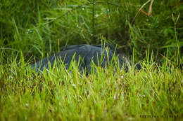 Image of Black Egret