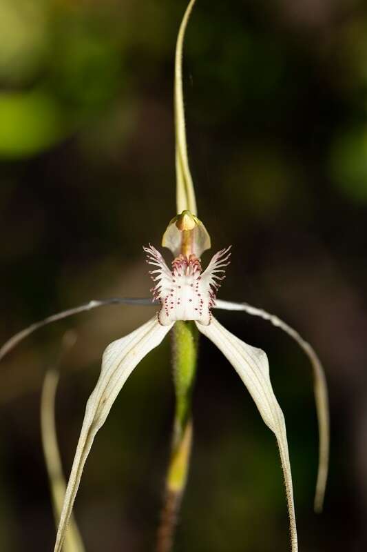 Image of Caladenia enigma Hopper & A. P. Br.