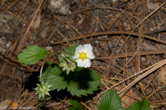 Image of Fragaria vesca subsp. bracteata (A. Heller) Staudt