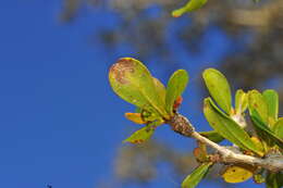 Image of spiny bucida