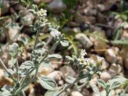 Heliotropium maris-mortui Zohary resmi