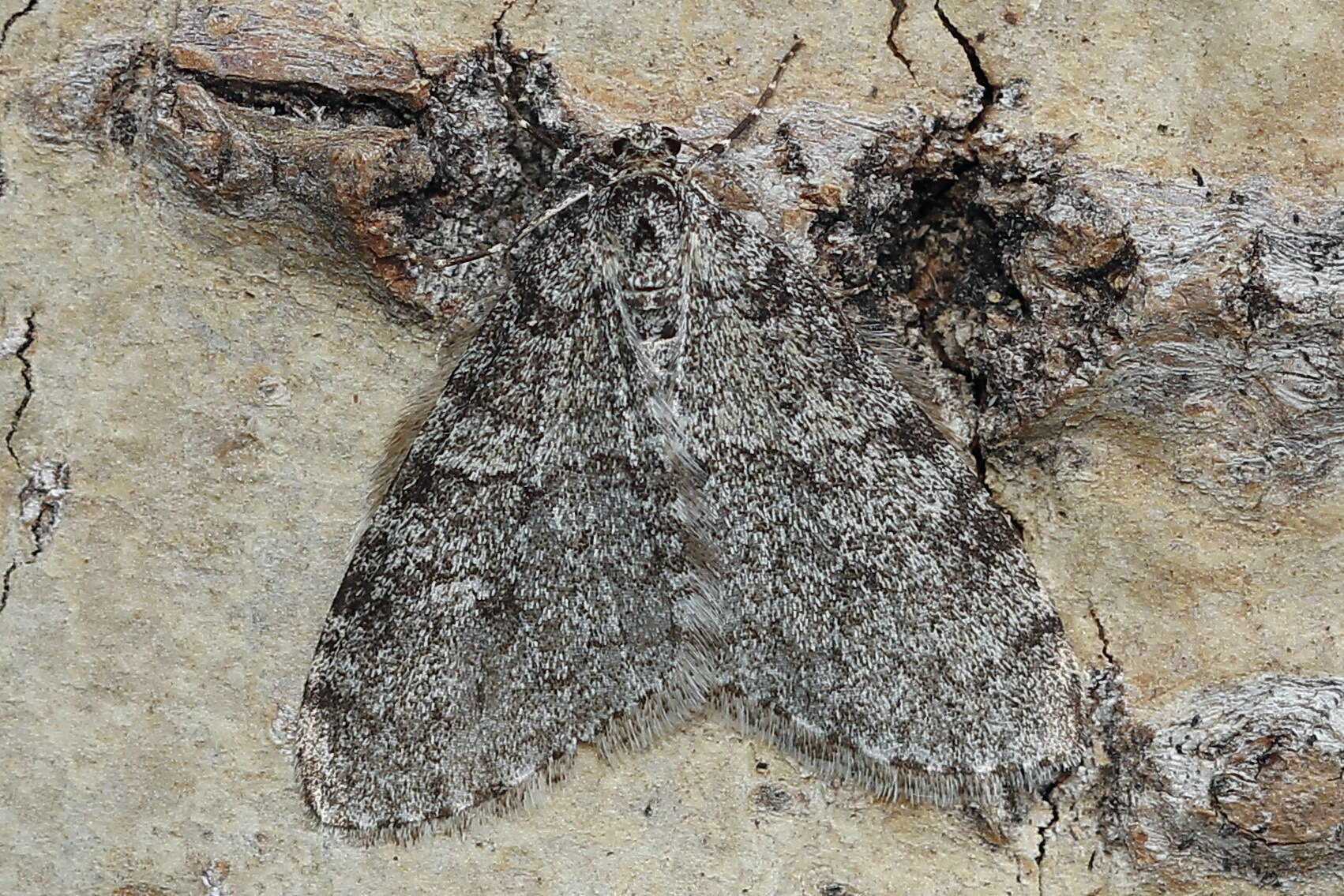 Image of early tooth-striped