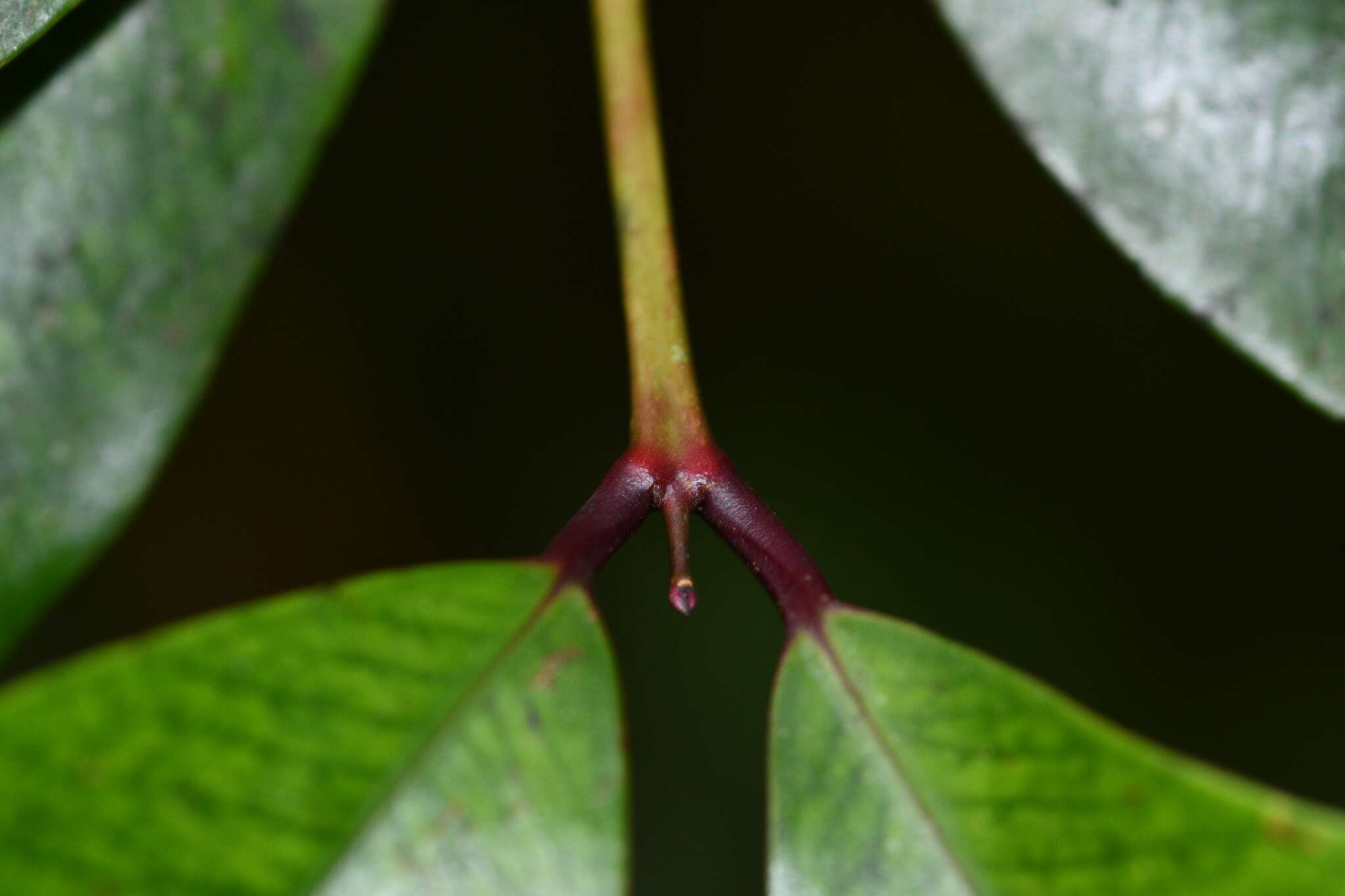 Image de <i>Syzygium kusukusuense</i>